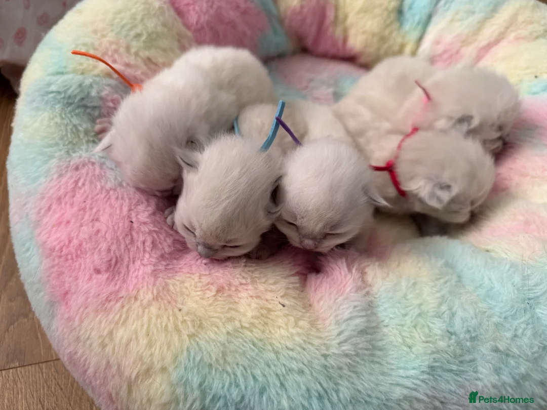 Ragdoll cats for sale: GCCF Ragdoll kittens  - Advert 9