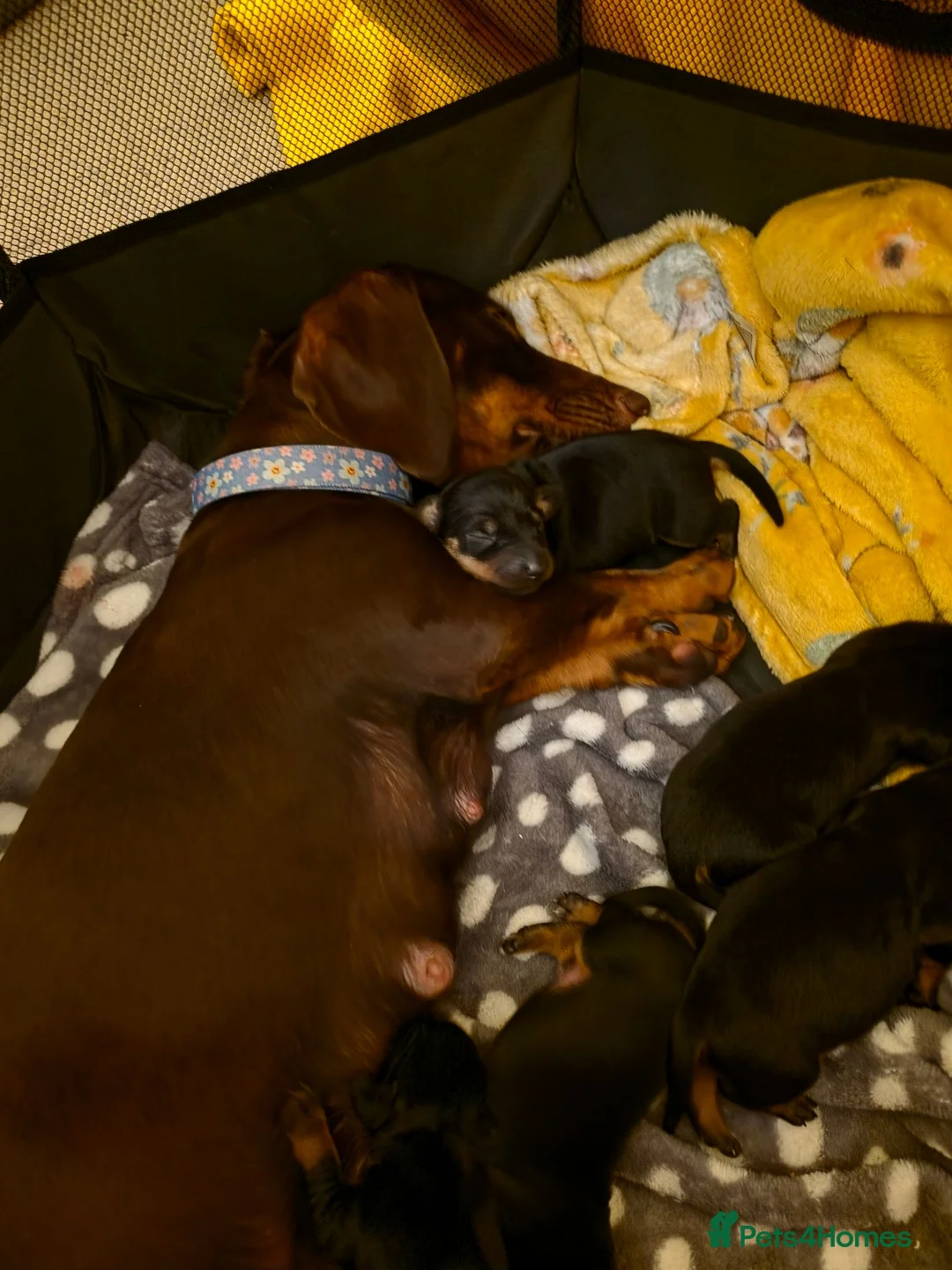 Mixed Breed dogs for sale: 6 beautful dachund puppies for sale in Basildon - Advert 10