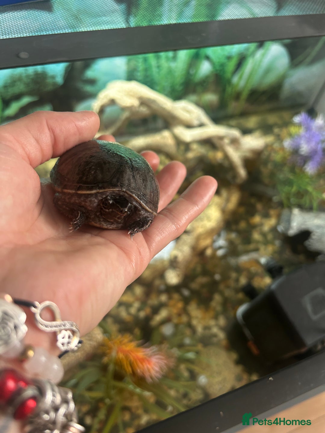 Turtle reptiles for sale: 2 female turtles  - Image 6