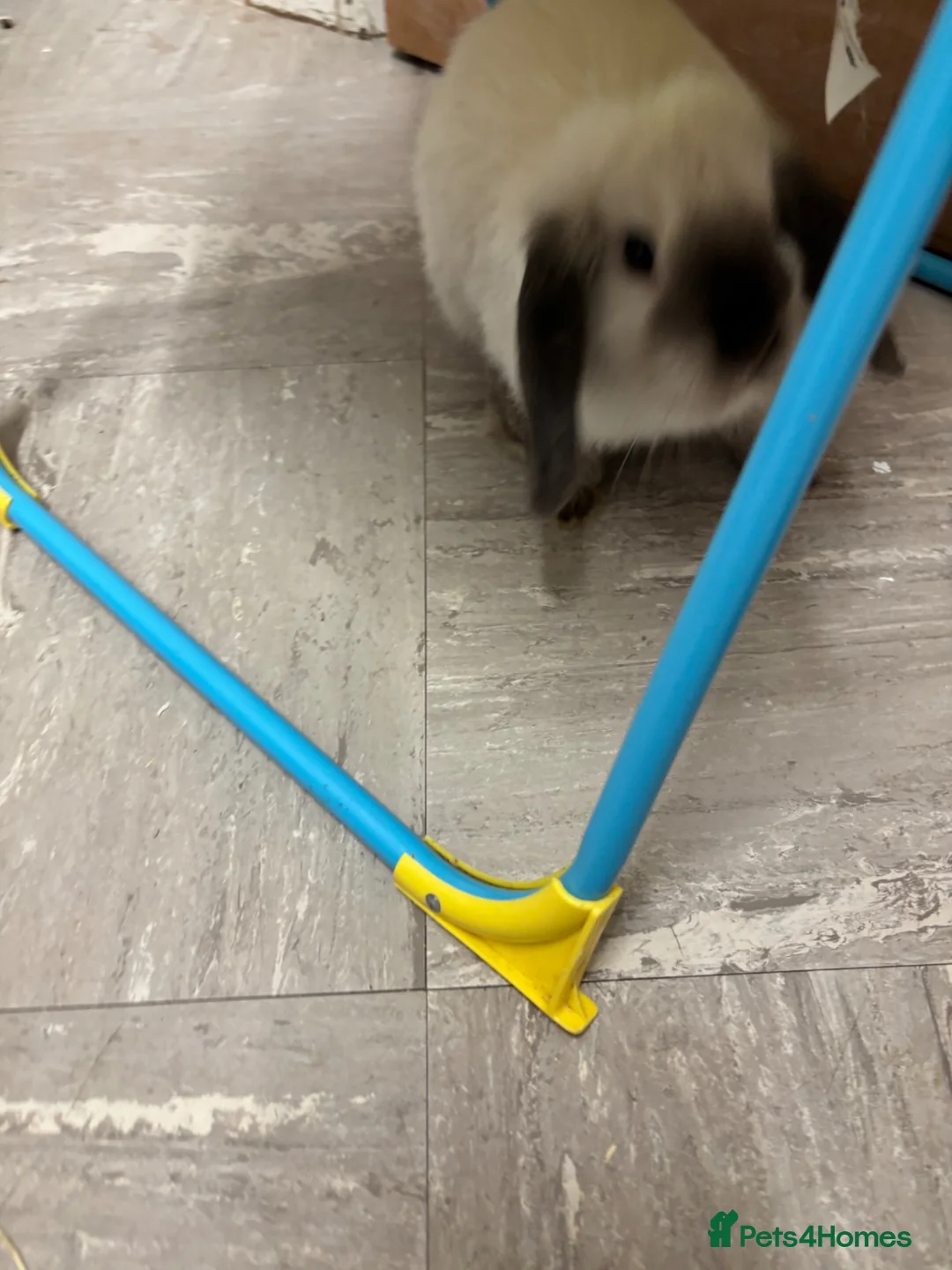 Mini Lop rabbits for sale: Sable point friendly and cuddly  mini lop.  - Advert 8