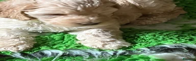 Cockapoo 4