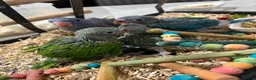 Ringnecks birds for sale:     Super Tame Hand Reared Babies £50 off today !  - Advert 6