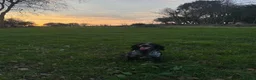 Cocker Spaniel dogs for sale: Health tested working cocker spaniels  - Advert 10