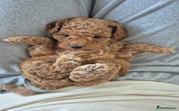 Maltipoo dogs for sale: ✨ Adorable Tiny Maltipoo Puppies For Sale! ✨  - Image 4