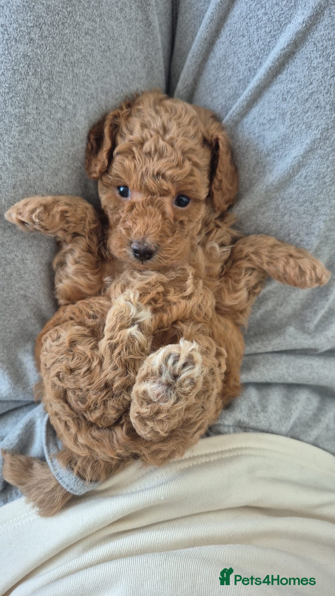 Maltipoo dogs for sale: ✨ Adorable Tiny Maltipoo Puppies For Sale! ✨  - Image 4