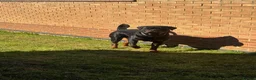 Rottweiler dogs for stud: Stud dog available  - Advert 6