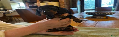 Miniature Dachshund Puppy 2