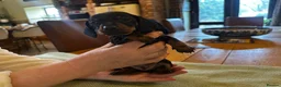 Miniature Dachshund dogs for sale: 4 Miniature Dachsund Puppies (2 Male & 2 Female) - Advert 3