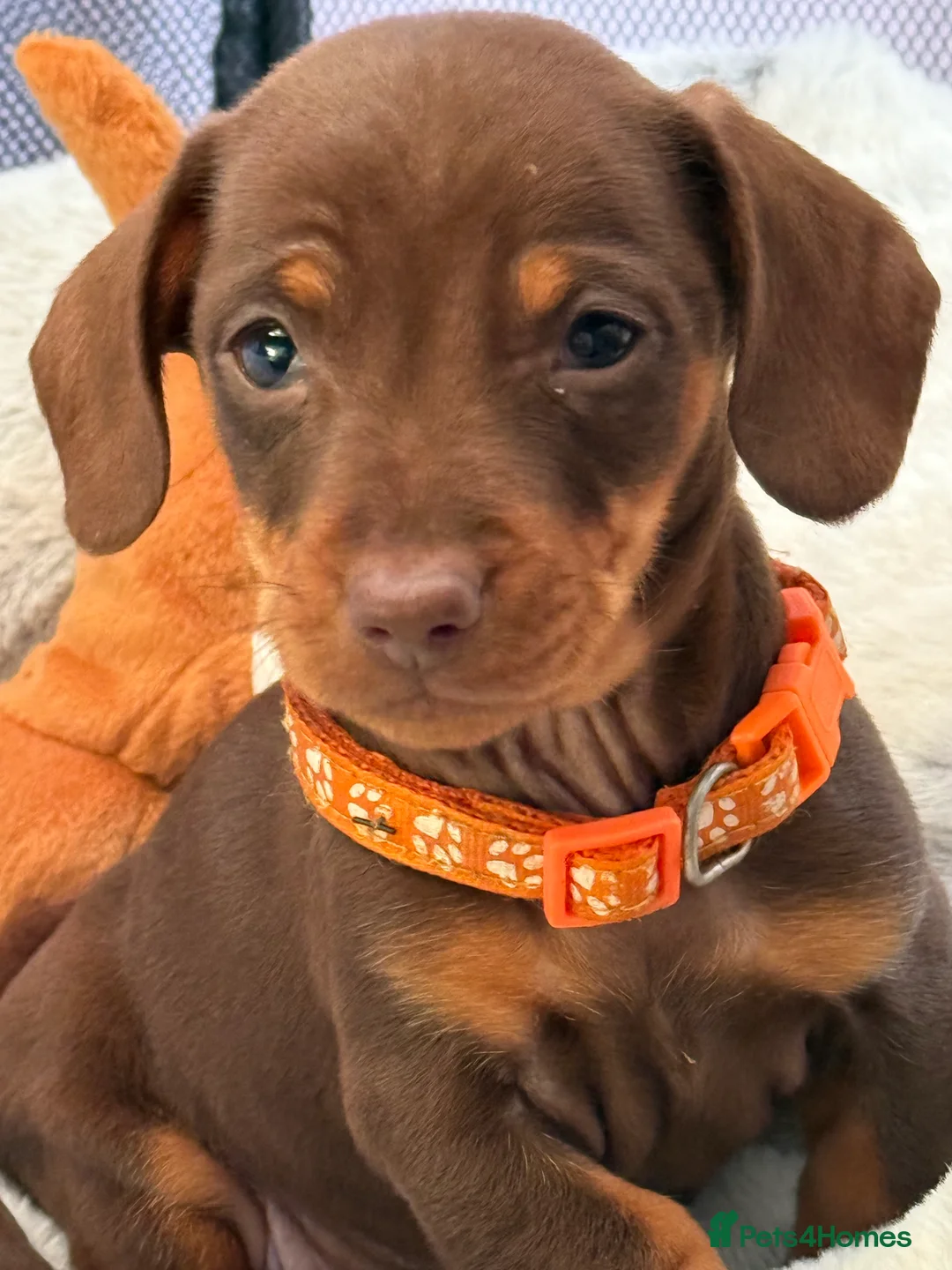 Miniature Dachshund dogs for sale: Rehoming beautiful 3-month-old Mini Dachshund - Advert 2