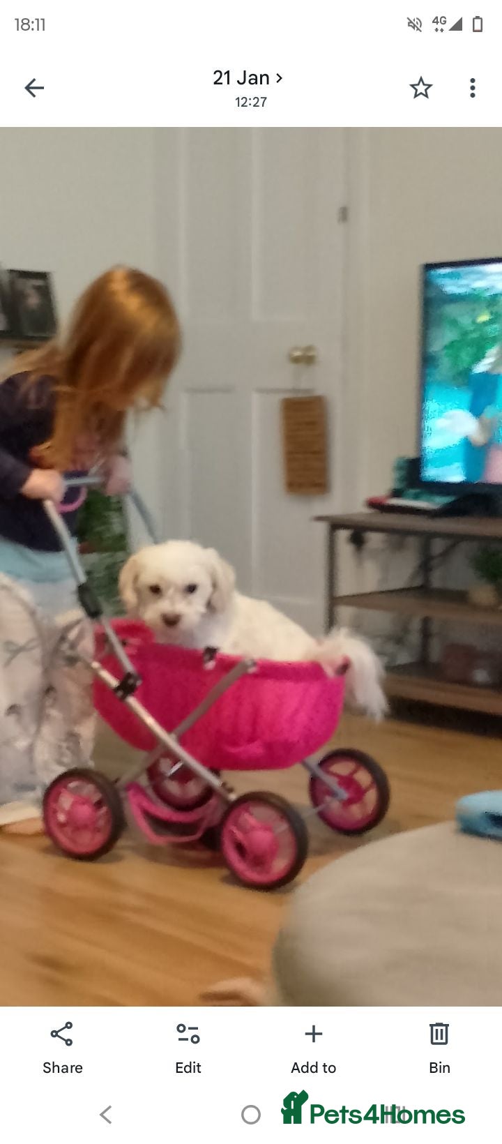 Mixed Breed dogs Archie - Advert 18