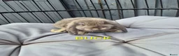 French Lop rabbits for sale: Beautiful baby french lops  - Advert 8