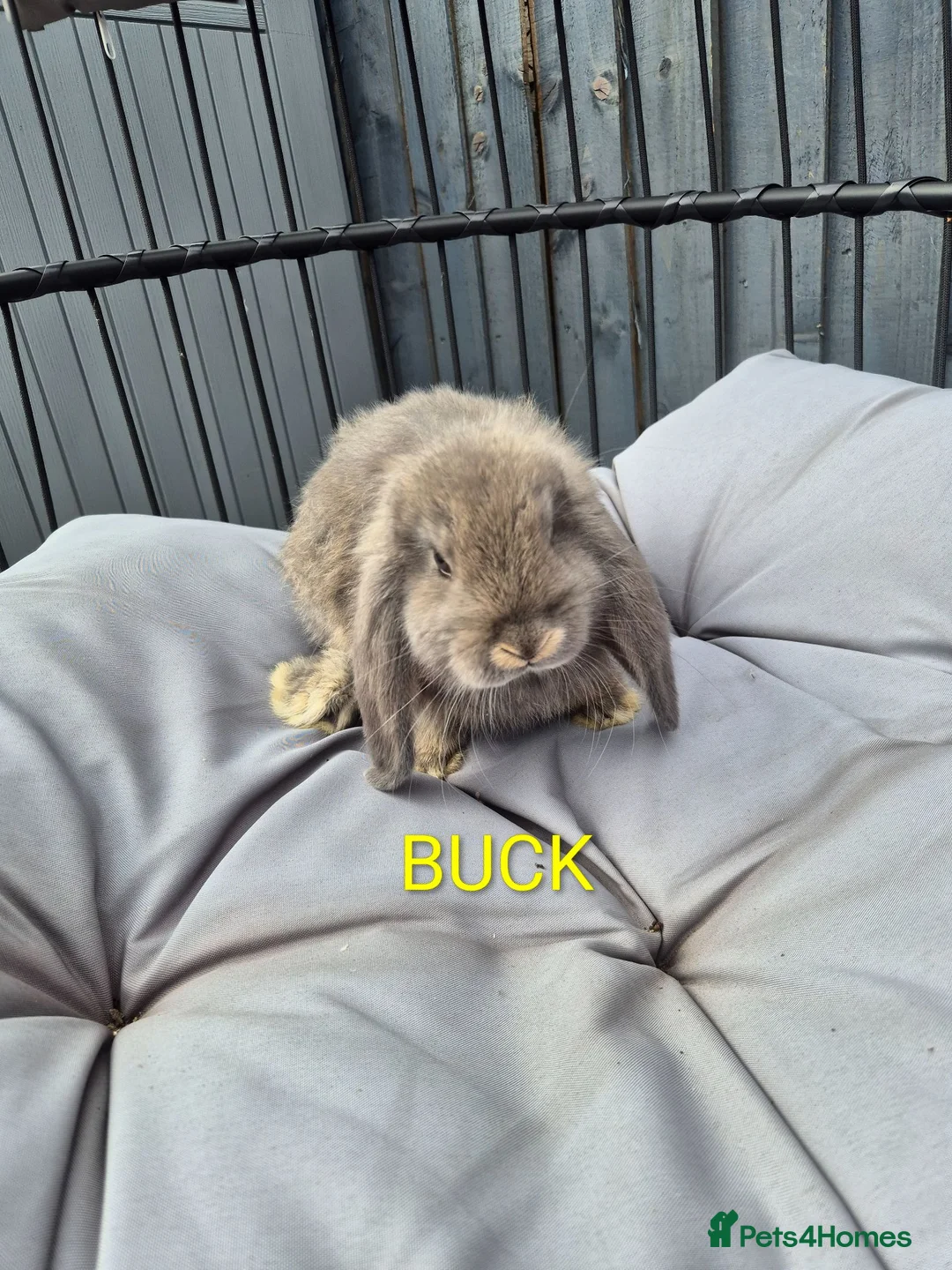 French Lop rabbits for sale: Beautiful baby french lops  - Advert 8