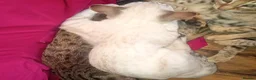 Savannah cats for sale: Snow White F3 Savannah in Romford - Advert 3