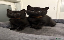 Mixed Breed cats for sale: British Shorthair X - Image 1