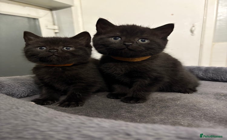 Mixed Breed cats - Advert 1