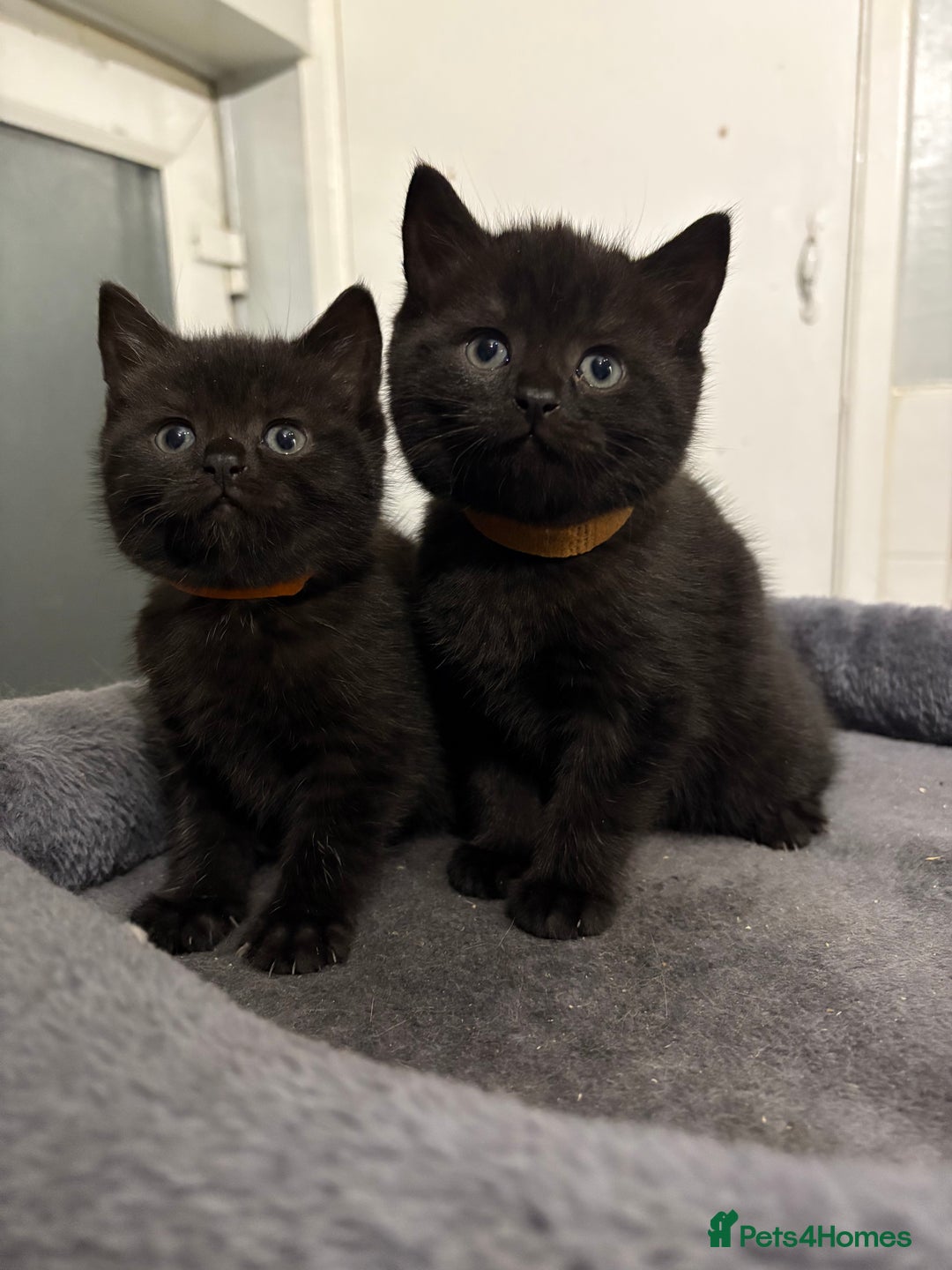 Mixed Breed cats for sale: British Shorthair X - Image 1