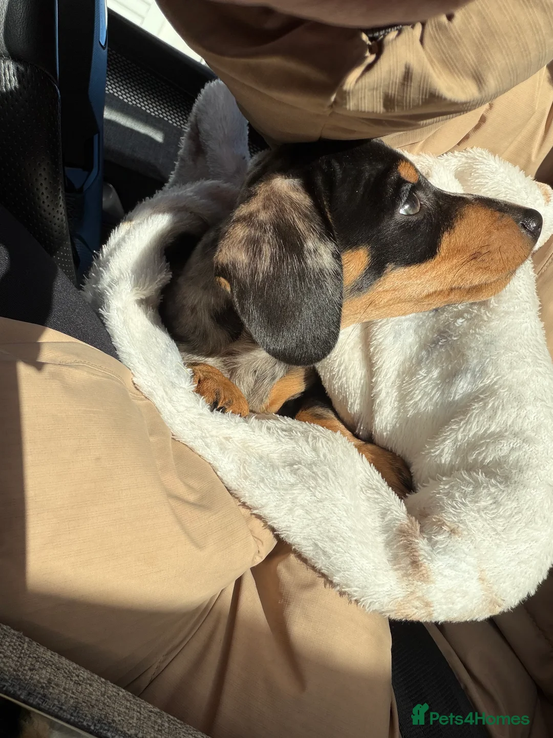 Miniature Dachshund dogs for sale: 🌼 Daisy 🌼  - Advert 4