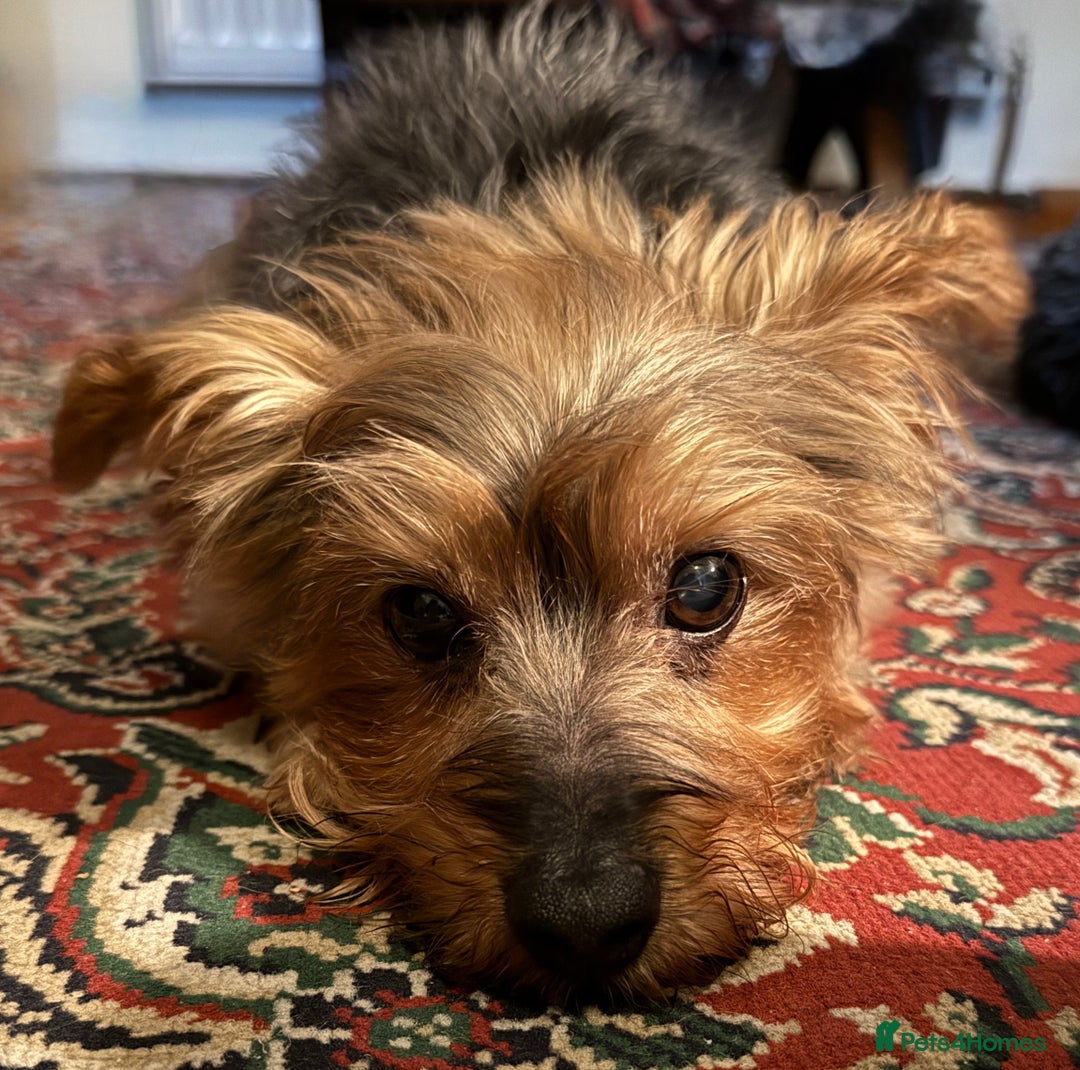 Yorkshire Terrier dogs for stud: Jasper the Yorkie for Stud - Image 3
