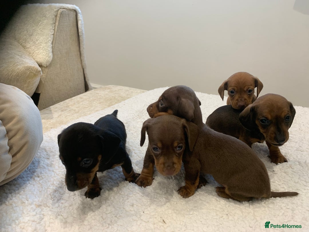 Dachshund dogs for sale: Dachshund puppies  - Image 15