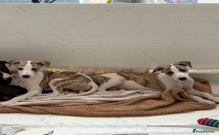 Whippet dogs - Advert 9