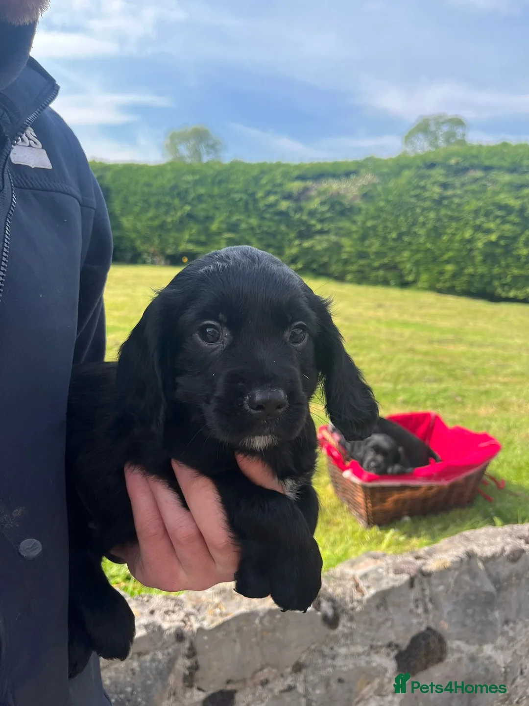 Cocker Spaniel dogs for sale: Extremely Well Bred Working Cocker Pups - Advert 2