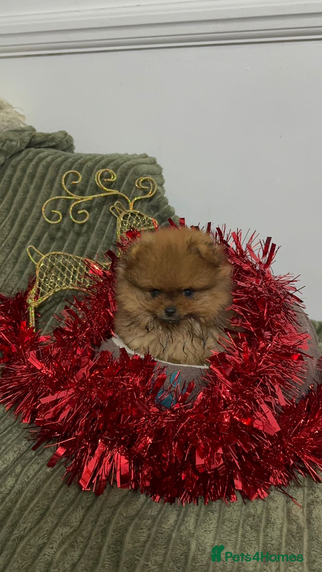 Pomeranian dogs for sale: Luxury puppy for sale - Advert 7