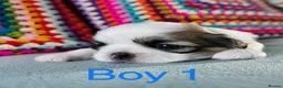 Shih Tzu dogs for sale: ❤️🐶Stunning Shih Tzu puppies - Advert 13