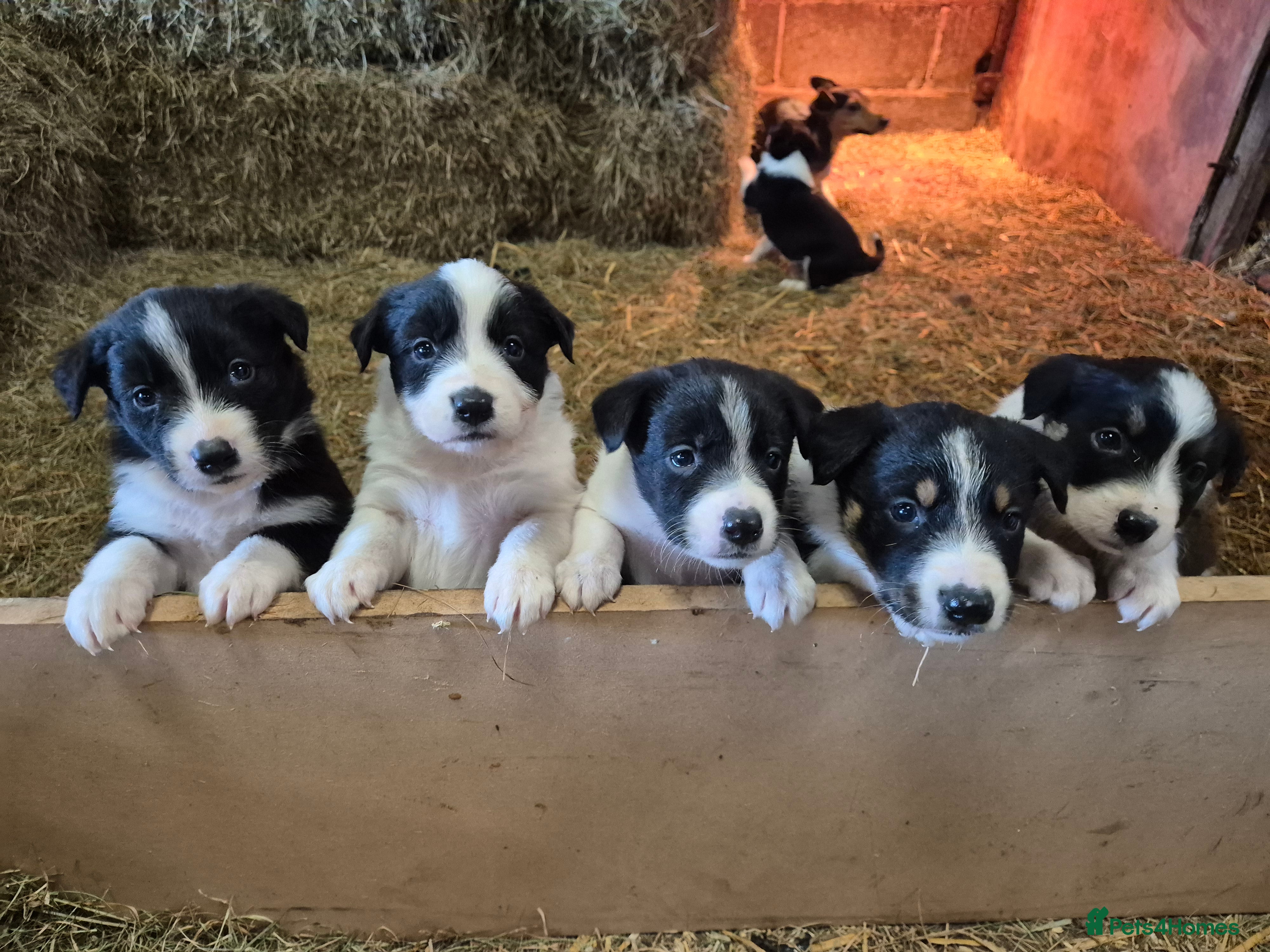 Border Collie dogs Border Collie Pups - Advert 1