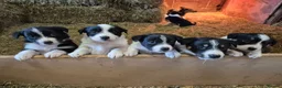 Border Collie dogs for sale: Border Collie Pups - Advert 1