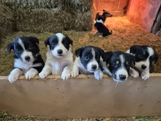 Border Collie dogs Border Collie Pups - Advert 1