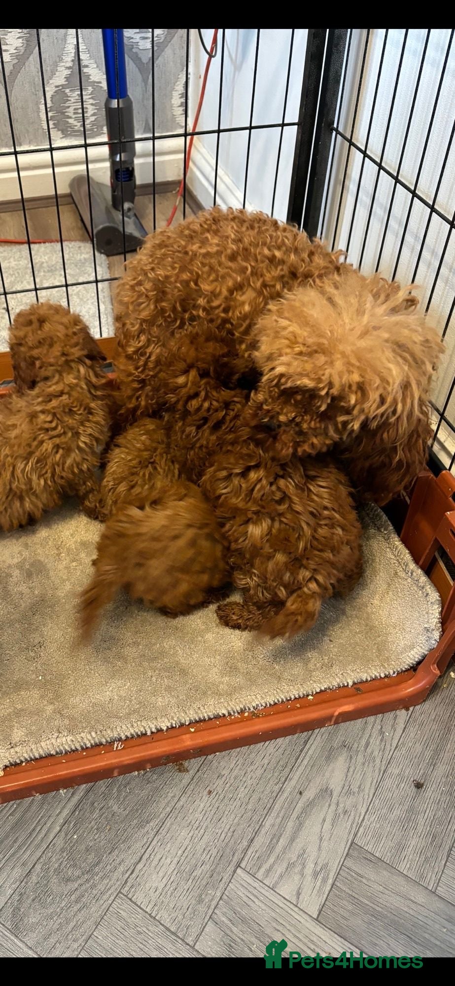 Toy Poodle dogs 5 GORGEOUS RED KC REGISTERED TOY POODLES   - Advert 1