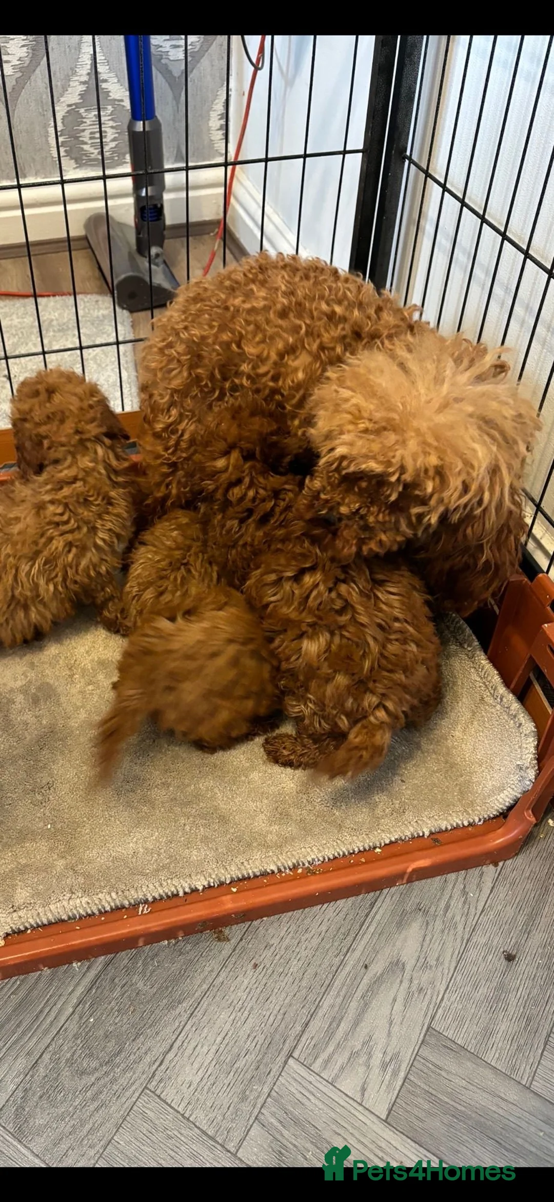Toy Poodle dogs for sale: 5 GORGEOUS RED KC REGISTERED TOY POODLES   - Advert 1
