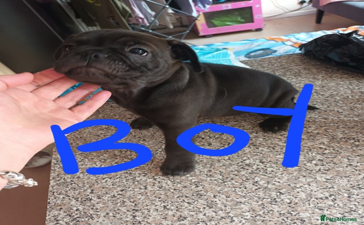 Frug dogs - Advert 3