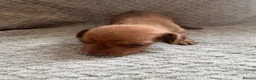 Miniature Dachshund dogs for sale: Kc registered mini dachshunds puppies 🐶  - Advert 29