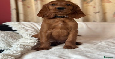 Irish Setter dogs - Advert 8