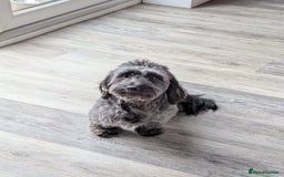 Mixed Breed dogs for sale: 75% Dachshund Cross Puppies - 4 Boys Available - Image 13