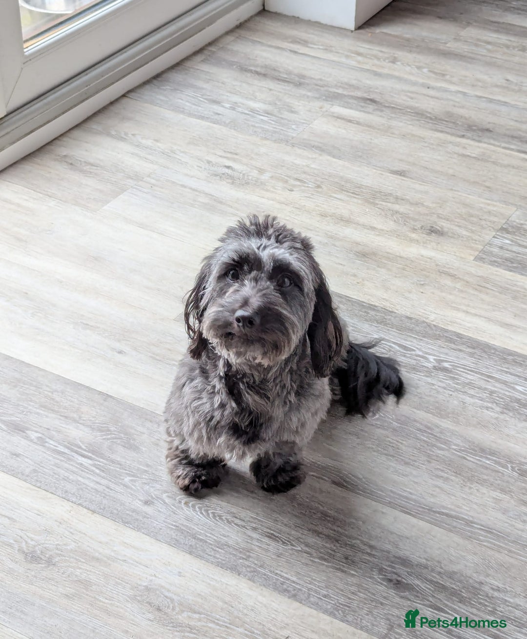 Mixed Breed dogs for sale: 75% Dachshund Cross Puppies - 4 Boys Available - Image 13