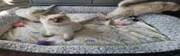 Ragdoll cats for sale: Adorable Kittens Looking for Their Forever Homes🐾 in Macclesfield - Advert 4