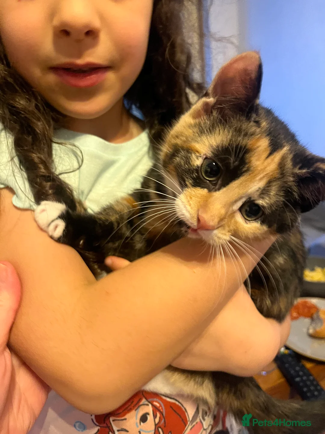 Khao Manee cats for sale: White(boy), girl brown black kitten, girl White - Advert 1