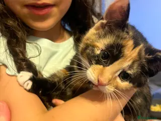 Khao Manee cats White(boy), girl brown black kitten, girl White - Advert 1