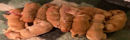 Labrador Retriever dogs for sale: EXCEPTIONALLY WELL BRED LABRADOR PUPPIES - Advert 5