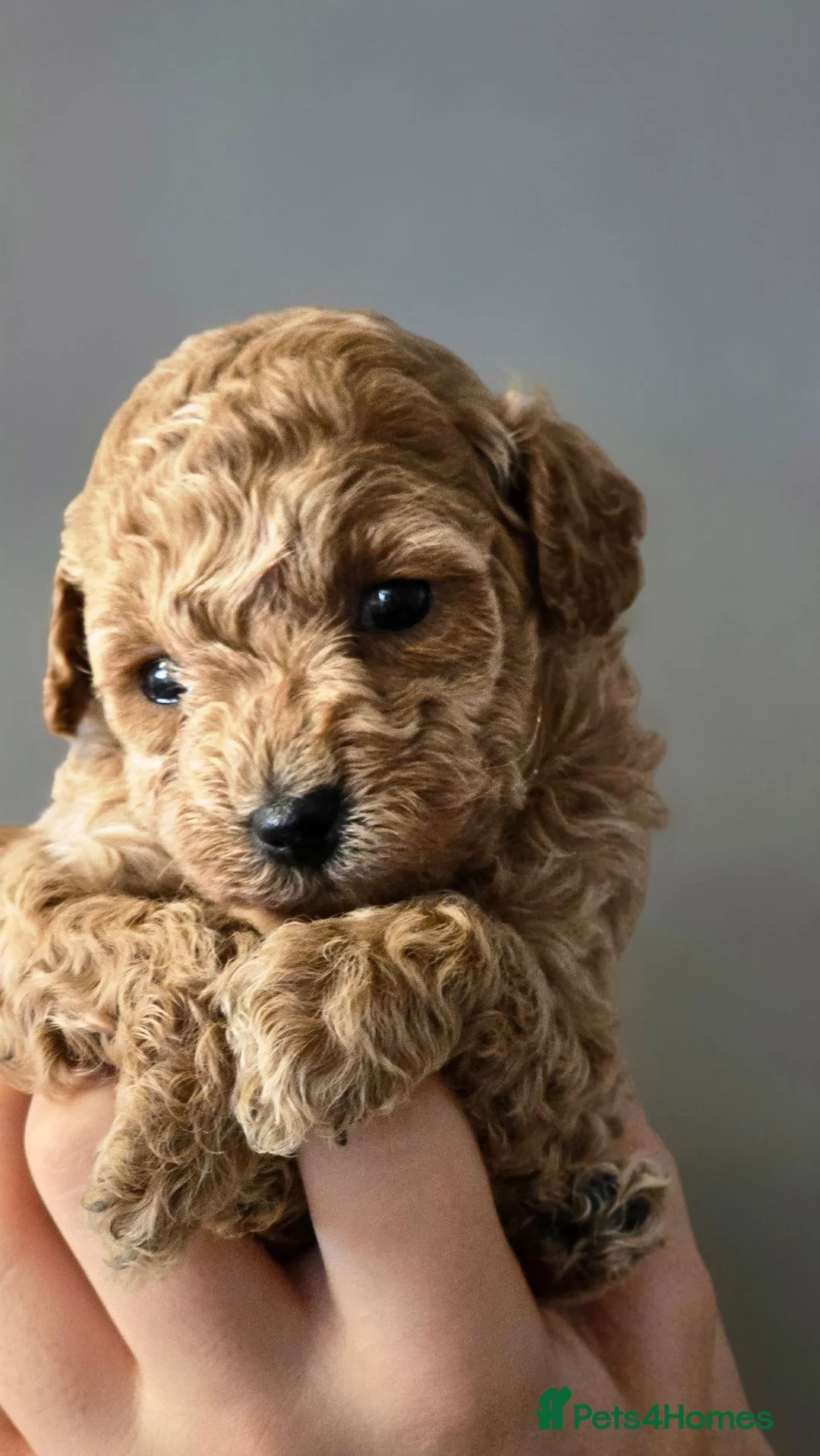 Toy Poodle dogs for sale: Gorgeous Tiny Toy Poodle x Asian Poodle Puppies X4 in Leatherhead - Advert 9