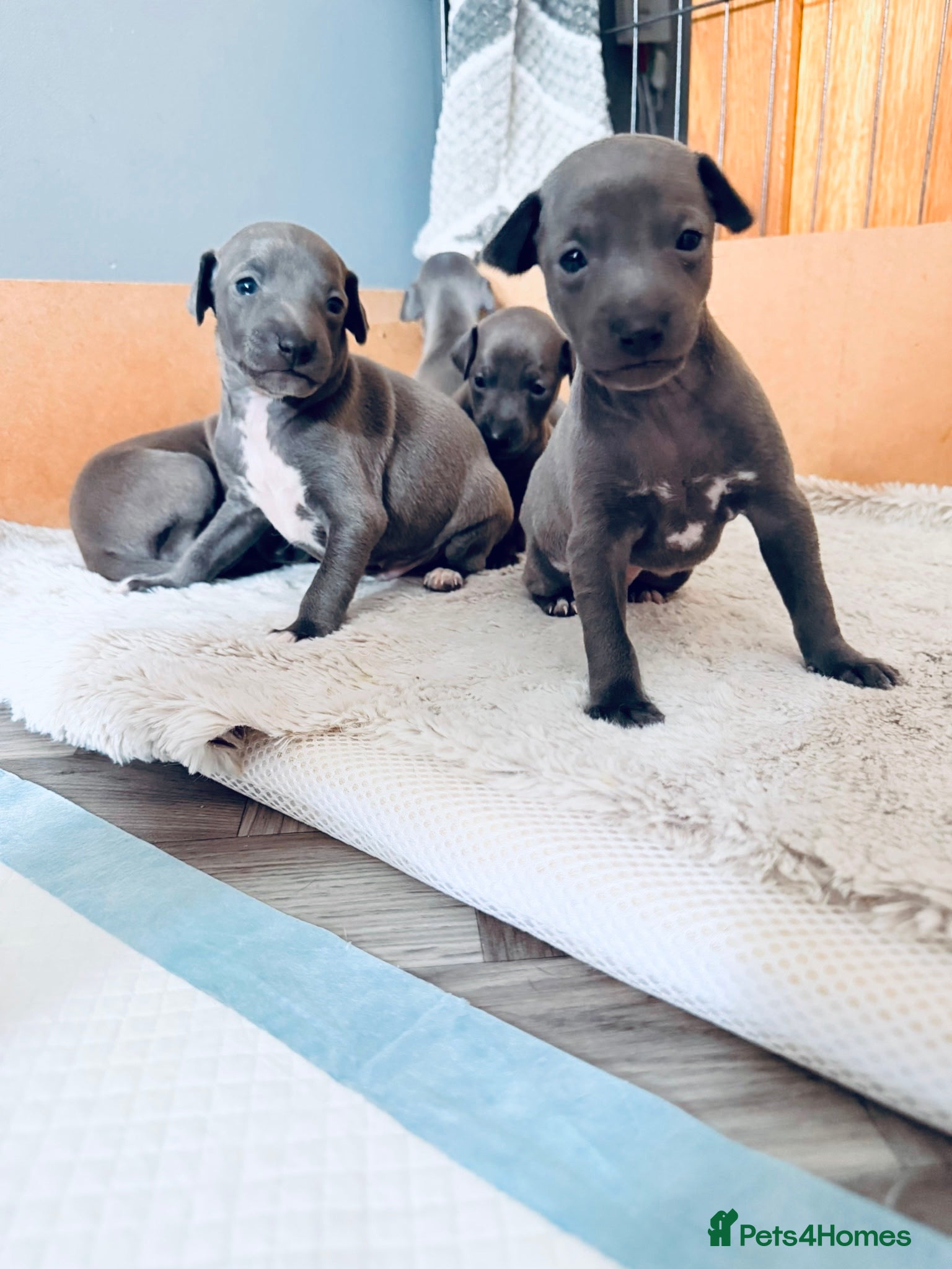 Italian Greyhound dogs 5  Stunning KC Italian Greyhound Puppies  - Advert 13