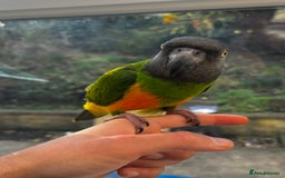 Budgerigars birds for sale: BABY SENEGAL!  - Image 3