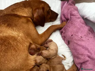 Labrador Retriever dogs 3 puppies - Advert 12