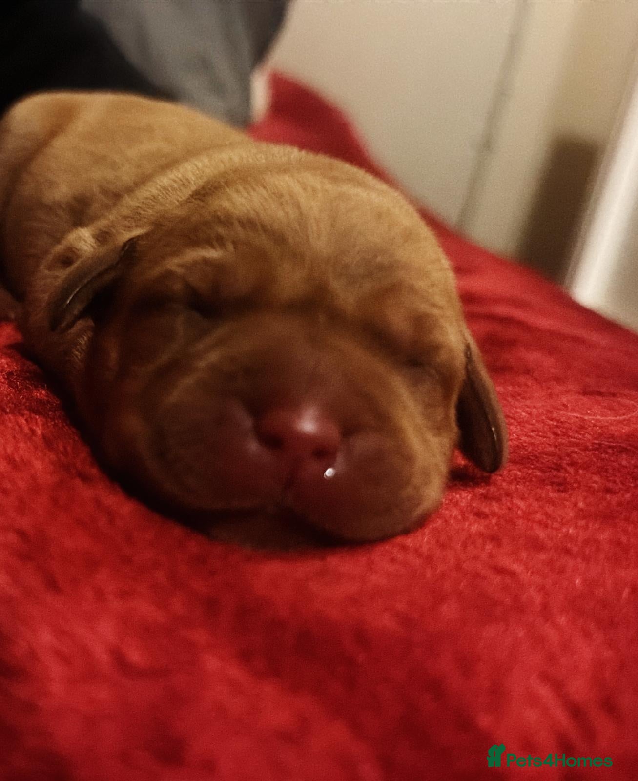 Labrador Retriever dogs KC FTCH WORKING FOX RED LABRADOR’S - Advert 1