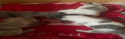 Mixed Breed dogs for sale: Mixed breed puppies  in Ashton-under-Lyne - Advert 6