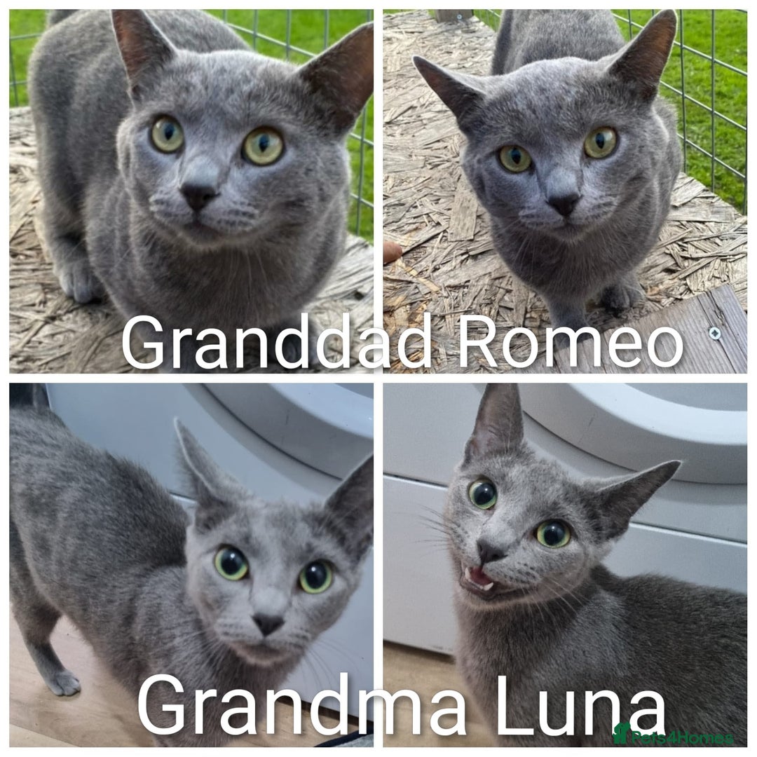 Russian Blue cats for sale: Intelligent & Balanced Russian Blue Cross Kittens - Image 8