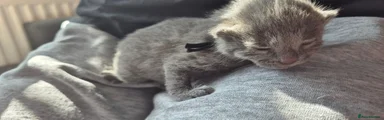 Russian Blue 1
