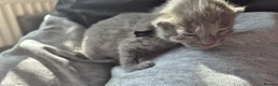 Russian Blue cats for sale: Pure Russian blue kittens 💙 🩵 😸  - Advert 14